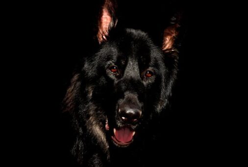 LE POUVOIR DES CHIENS DE LA SORCELLERIE.