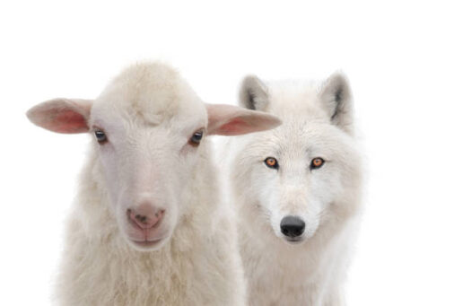 NE PAS CONFONDRE LE LOUP ET L’AGNEAU.